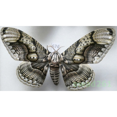 Brahmaea hearseyi White, 1862 male ex. ovo China 119mm67d